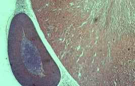 Галерея фотографий! Что можно увидеть в микроскопы Levenhuk Rainbow 50L, 50L PLUS, D50L PLUS