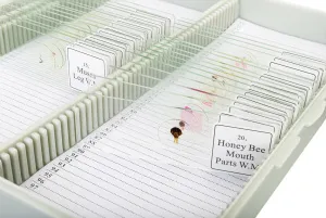 Набор микропрепаратов Bresser «Животные», 30 шт., в кейсе, изображение 4