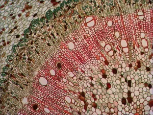 Набор микропрепаратов Levenhuk N80 NG «Увидеть все!», изображение 14