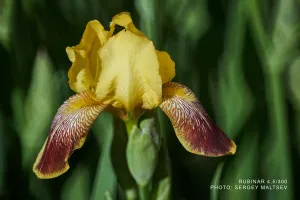 Объектив фотографический МС Рубинар 4,5/300 Макро, изображение 5