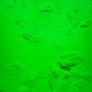 Микроскоп биологический инвертированный MAGUS Bio V360, изображение 4