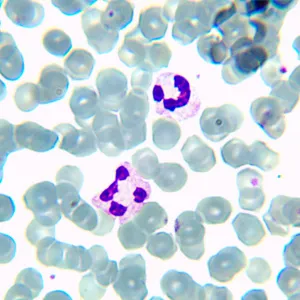 Микроскоп биологический MAGUS Bio 230TL, изображение 20