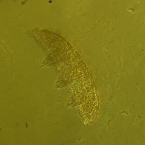 Микроскоп биологический инвертированный MAGUS Bio V360, изображение 3