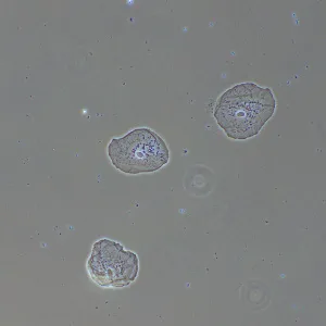 Фазово-контрастное устройство MAGUS PH2, изображение 14