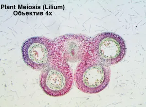 Видеоокуляр ToupCam 5,1 Мпикс (UCMOS05100KPA), изображение 3