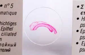 Набор микропрепаратов Konus 25: «Клетки и ткани животных», изображение 6