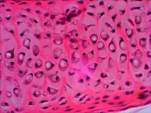 Набор готовых микропрепаратов Levenhuk N20 NG, изображение 10