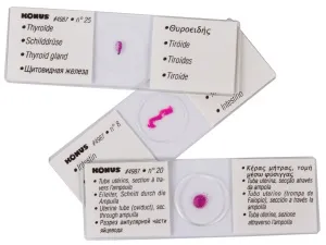 Набор микропрепаратов Konus 25: «Человеческое тело», изображение 5