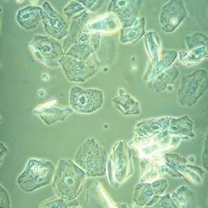 Микроскоп биологический инвертированный MAGUS Bio V360, изображение 2