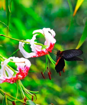 Фототелескоп Levenhuk Kelvin MAK60 mini AZ, изображение 6